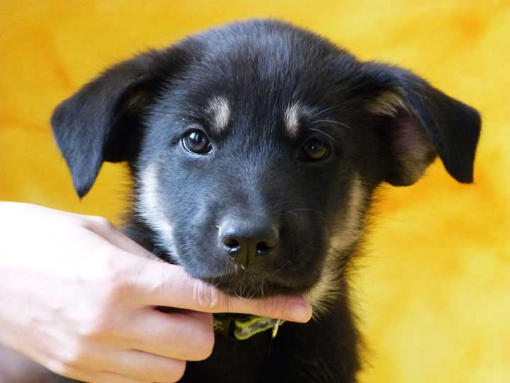 chinook puppy